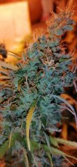 IMG_20200816_201021.jpg
