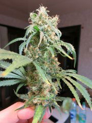 Amnesia_ BSB.