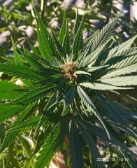 Original orange bud(BSB)