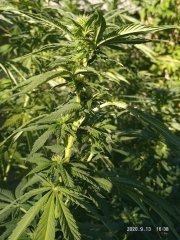 OG kush