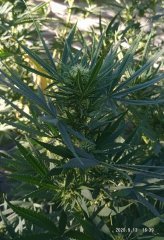 ananas funk (BSB)
