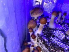 IMG_20201010_125258_278.jpg