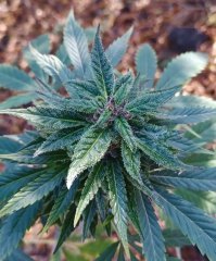 OG kush(BSB)