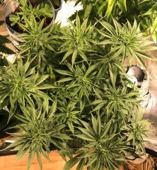 GG41