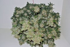 IMG_20201114_113046_316~2.jpg