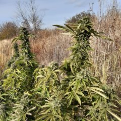 Hindukush.jpg