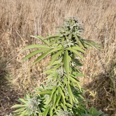 Hindukush (OBKK).jpg