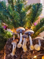 20201210_000621.jpg