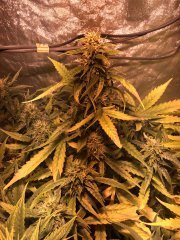 GG50