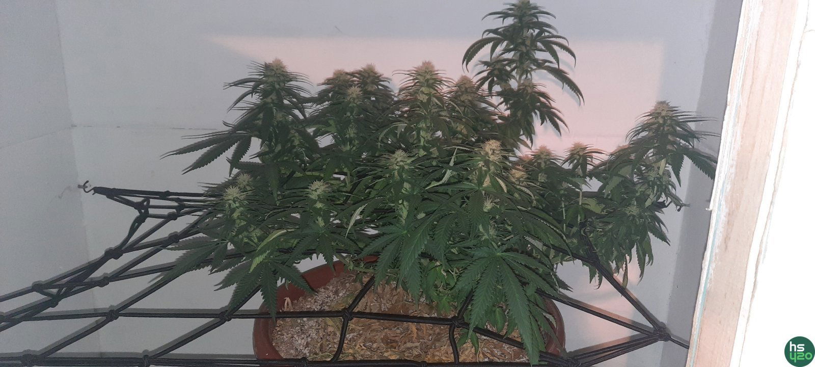 LSD fem, от Барни.