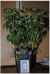 Kandahar(bp)_Satittt_grow-4.jpg