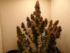 og kush