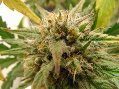 Og Kush  Fb.