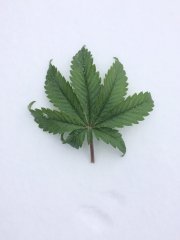 Kandahar leaf