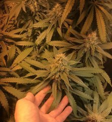 lsd123-36