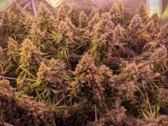 Phantom Cookies Domina.jpg