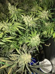 157-70 LSD+CloneGG