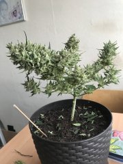 БычаКуш 12.JPG