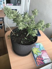 БычаКуш 15.JPG