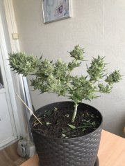 БычаКуш 16.JPG