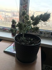 БычаКуш 13.JPG