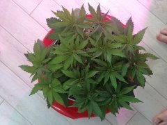IMG_20210407_160846.jpg