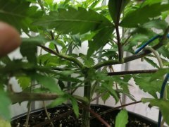 IMG_20210407_163113.jpg