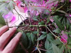 IMG_20210427_185138.jpg