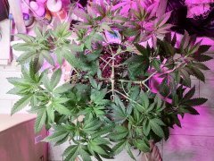IMG_20210427_185835_1.jpg