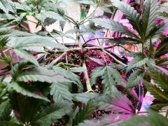 IMG_20210427_185841.jpg