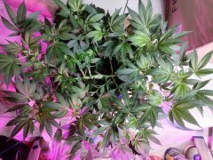 IMG_20210427_190124.jpg