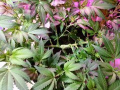 IMG_20210427_190132.jpg