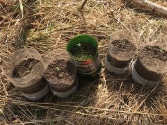 Тренирую рассаду для аута