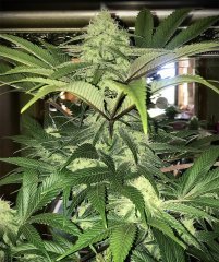 Bruce Banner