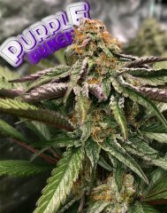 Purple Punch
