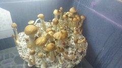 IMG_20200317_133755_435.jpg