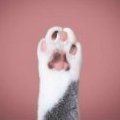 mrpaws