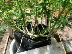 IMG_20210707_211542.jpg