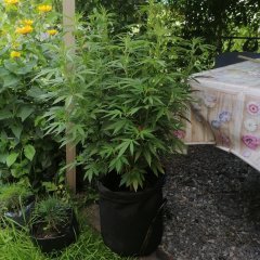IMG_20210729_190522.jpg