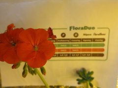 пеларгония