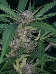 Tropicana Poison FV Sweet Seeds.