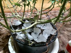 IMG_20210817_235245.jpg