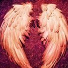 angelzendi666