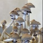 msau