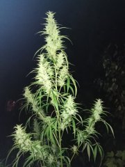 IMG-59c4c7da394975cd3435429b85d6b4a2-V
