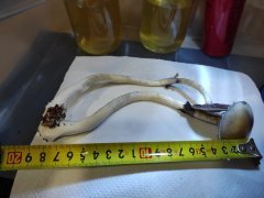 IMG_20211017_225730.jpg