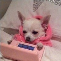 Chihuahua