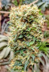 Shaman Dutch Passion Indoor