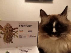 Fruit Gum
