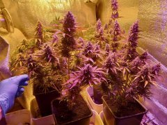 Bulk Seed